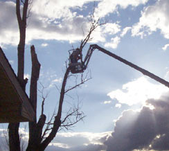 image of tree trimming service
